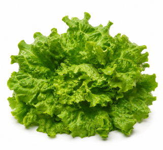 Lechuga Begoña