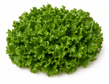 Escarola Hoja Lisa Gigante Hortelana R.A