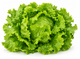 Lechuga Gatún