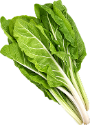 Verde Penca Blanca