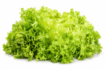 Escarola Hoja Rizada Lagoda