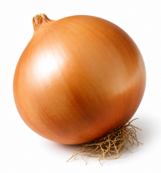 Cebolla Valenciana Tardía de Exportación