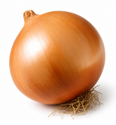 Cebolla Valenciana Tardía de Exportación