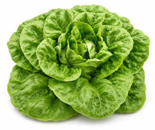 Lechuga Little Gem Aspen