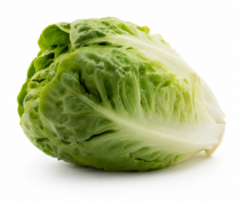 Lechuga Little Gem Candanchú