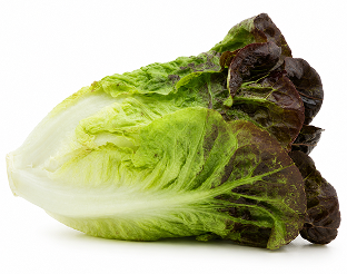 Lechuga Little Gem Anayet