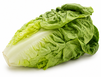 Lechuga Little Gem Tavascan