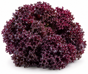 Lechuga Lollo Rossa Moremi