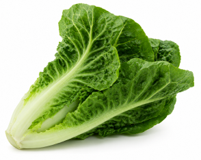 Lechuga Mini Romana Veneziola