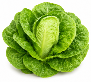 Lechuga Romana de Invierno Monterreal