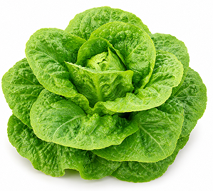 Lechuga Romana de Invierno Navacerrada