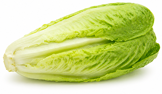 Lechuga Romana de Verano Manzaneda
