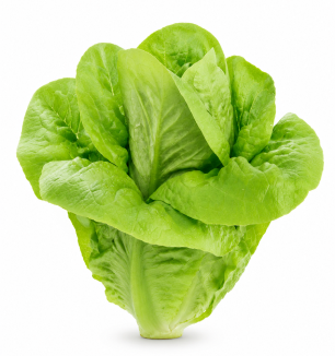 Lechuga Romana de Invierno Aitana