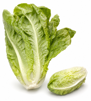 Lechuga Romana de Invierno Collado