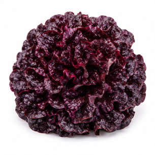 Lechuga Hoja de Roble Roja Virunga