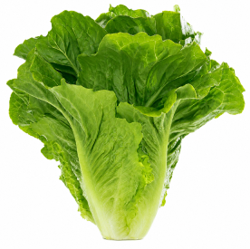 Lechuga Romana de Verano Baqueira