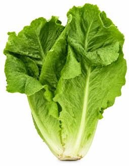 Lechuga Romana de Verano Isasa
