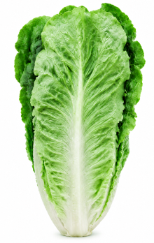 Lechuga Romana de Verano Javalambre