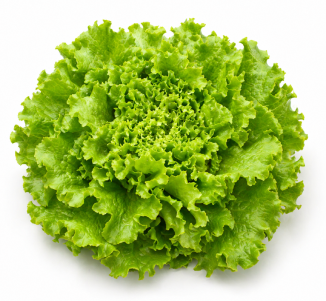 Lechuga Batavia abierta Iratxe