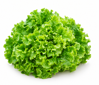 Lechuga Batavia abierta Albertina
