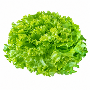 Lechuga Batavia abierta Abigale