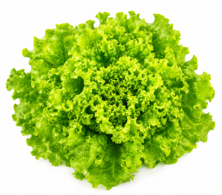 Lechuga Batavia abierta Laurentina
