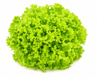 Lechuga Batavia abierta Brillantina