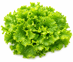 Lechuga Batavia abierta Parrales