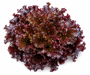 Lechuga Batavia abierta Vitorina